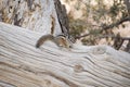 Cute little chipmunk sitting on a tree trunk