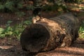 Cute little Chipmunk sitting on treestump fallen tree in the fall in algonquin national park ontario Canada