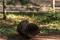 Cute little Chipmunk sitting on treestump fallen tree in the fall in algonquin national park ontario Canada