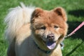 Cute Little Chow Puppy in a Field