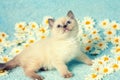 Kitten lying on chamomile flowers Royalty Free Stock Photo