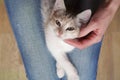 Cute little colored kitten lies on the lap of a girl and looks at the camera, top view Royalty Free Stock Photo