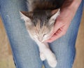 Cute little colored kitten lies on the lap of a girl,top view Royalty Free Stock Photo