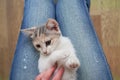 Cute little colored kitten lies on the lap of a girl,top view Royalty Free Stock Photo