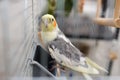 Cute little colorful parrot in a cage. Royalty Free Stock Photo