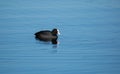 Cute coot swimming on a lake