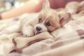 Cute little Corgi dog puppy lies in a soft bed and nibbles on a toy Royalty Free Stock Photo