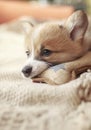 Cute little Corgi dog puppy is lying and nibbling a toy, sharpening its small teeth