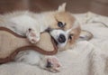 little Corgi dog puppy is lying and nibbling a toy, sharpening its small teeth