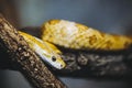 Cute little corn snake or Pantherophis Guttatus in a terrarium