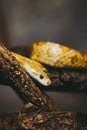 Cute little corn snake or Pantherophis Guttatus in a terrarium