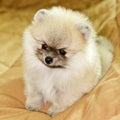 Cute little cream pomeranian