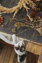 Cute little curious kitten playing with dry herbs while owner making stylish boho autumn wreath with dry grass on rustic wooden Royalty Free Stock Photo