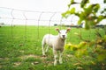 Cute little curious white lamb behind a fence staring into the camera standing in a vibrant green pasture during spring Royalty Free Stock Photo