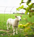 Cute little curious white lamb behind a fence staring into the camera standing in a vibrant green pasture during spring Royalty Free Stock Photo