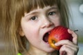 A cute little curly toothless girl smiles and holds a red apple. Portrait of a happy baby eating a red apple. The child loses milk Royalty Free Stock Photo