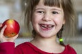 A cute little curly toothless girl smiles and holds a red apple. Portrait of a happy baby eating a red apple. The child loses milk Royalty Free Stock Photo