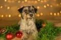 Cute little cute Jack Russell Terrier dog lies at Christmas between green branches and Christmas balls Royalty Free Stock Photo