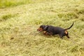 Cute little dachshund dog chewing on a stick outdoor Royalty Free Stock Photo