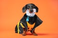 Cute little dachshund dressed in biker jacket with blue ribbon on neck, false mustache or beard, sitting on bright orange