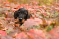 Cute little dachshund puppy covered with autumn leaves on a forest lane