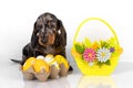 A cute little dachshund puppy is sitting next to a basket of pastel-colored Easter eggs on a white background Royalty Free Stock Photo
