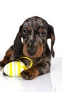A cute little dachshund puppy is sitting next to a basket of pastel-colored Easter eggs on a white background Royalty Free Stock Photo