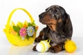 A cute little dachshund puppy is sitting next to a basket of pastel-colored Easter eggs on a white background Royalty Free Stock Photo