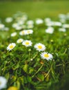 Cute little daisies isolated in vibrant green grass during spring with shallow dept of field creating beautiful bookah