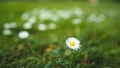 Cute little daisies isolated in vibrant green grass during spring with shallow dept of field creating beautiful bookah