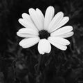 Cute little daisy black-and-white photographer Royalty Free Stock Photo