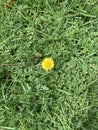 Cute little dandelion