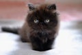 Little dark brown persian kitten Royalty Free Stock Photo