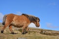 Dartmoor pony, roaming free on the moors Royalty Free Stock Photo