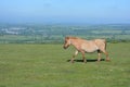 Dartmoor pony, on Whitchurch Common, Dartmoor National Park, Devon Royalty Free Stock Photo