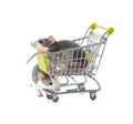 Cute little decorative rats in a shopping cart on a pure white b