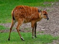 Cute little deer standing in the middle of a grass-covered meadow Royalty Free Stock Photo