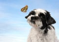 Cute little dog attentively watching a butterfly