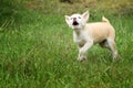 Cute Little Dog Barking in Grass Field