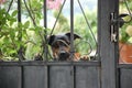 The cute little dog behind old fence Royalty Free Stock Photo