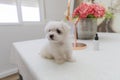 a cute little dog Bichon maltes with white fluffy fur poses funny on a light background on the table,selective focus on Royalty Free Stock Photo