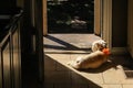 Cute little dog with bow enjoying sunshine on tile floor by open back door leading to porch and shaded yard