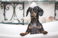 A cute little dog dachshund, black and tan, taking a bubble bath with his paws up on the rim of the tub Royalty Free Stock Photo
