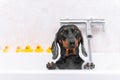 A cute little dog dachshund, black and tan, taking a bubble bath with his paws up on the rim of the tub, against the Royalty Free Stock Photo