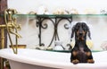 A cute little dog dachshund, black and tan, taking a vintage bubble bath with his paws up on the rim of the tub Royalty Free Stock Photo