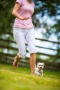 Cute little dog doing agility drill Royalty Free Stock Photo