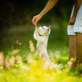 Cute little dog doing agility drill - running slalom Royalty Free Stock Photo