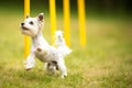 Cute little dog doing agility drill - running slalom Royalty Free Stock Photo