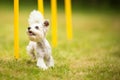 Cute little dog doing agility drill - running slalom Royalty Free Stock Photo