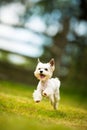 Cute little dog doing agility drill - running slalom Royalty Free Stock Photo